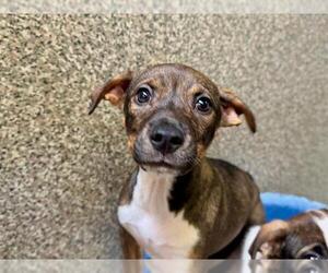 German Shepherd Dog-Redbone Coonhound Mix Dogs for adoption in Santa Rosa, CA, USA