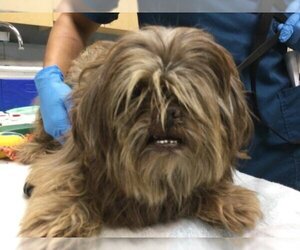 Lhasa Apso Dogs for adoption in Riverside, CA, USA