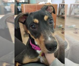 Miniature Pinscher-Unknown Mix Dogs for adoption in Fort Lauderdale, FL, USA