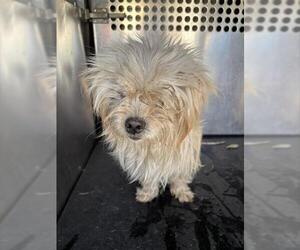 Mutt Dogs for adoption in Grand Prairie, TX, USA