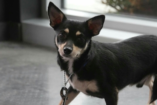 Pembroke Welsh Corgi Dogs for adoption in Tampa, FL, USA
