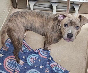 American Pit Bull Terrier Dogs for adoption in Decatur, IL, USA