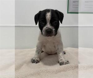 Medium Photo #2 Mutt Puppy For Sale in Redlands, CA, USA