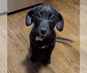 Labrador Retriever-Unknown Mix Dogs for adoption in Boston, MA, USA