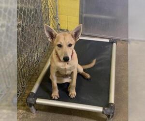 Carolina Dog-Unknown Mix Dogs for adoption in North Myrtle Beach, SC, USA