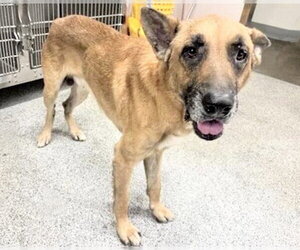 German Shepherd Dog-Unknown Mix Dogs for adoption in Houston, TX, USA