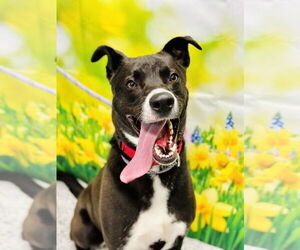 Border Collie-Unknown Mix Dogs for adoption in Manahawkin, NJ, USA