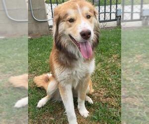 Siberian Husky-Unknown Mix Dogs for adoption in Riverside, CA, USA