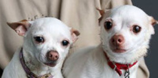 Chihuahua Dogs for adoption in Georgetown, CO, USA