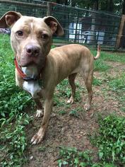 Bullboxer Pit Dogs for adoption in Silver Spring, MD, USA