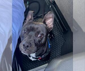 American Staffordshire Terrier Dogs for adoption in Fort Lauderdale, FL, USA