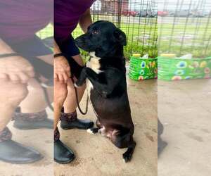 Mutt Dogs for adoption in Abbeville, LA, USA