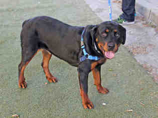 Rottweiler Dogs for adoption in San Francisco, CA, USA