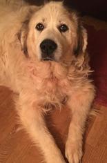 Great Pyrenees Dogs for adoption in Simpsonville, SC, USA