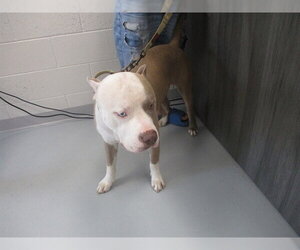 American Pit Bull Terrier Dogs for adoption in Ocala, FL, USA