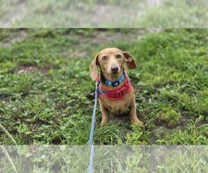 Dachshund Dogs for adoption in Tampa, FL, USA