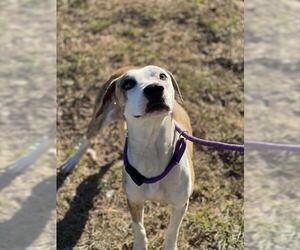 American Bulldog Dogs for adoption in Fort Lauderdale, FL, USA