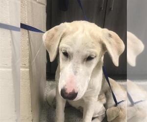 German Shepherd Dog Dogs for adoption in Conroe, TX, USA