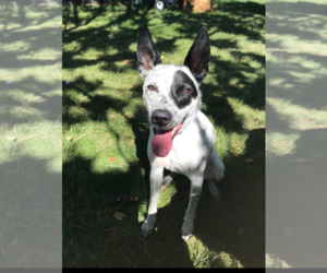 Pembroke Welsh Corgi-Unknown Mix Dogs for adoption in Highland, IL, USA