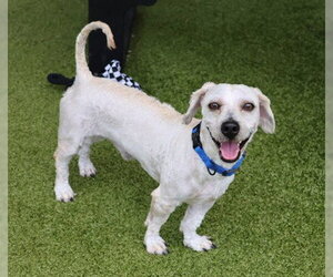 Doxiepoo (Standard) Dogs for adoption in Rockaway, NJ, USA