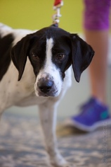 Pointer Dogs for adoption in Canton, CT, USA