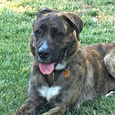 Mastador Dogs for adoption in Sunnyvale, CA, USA