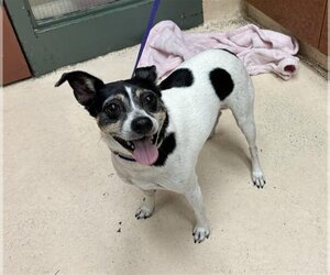 Rat Terrier Dogs for adoption in Rancho Cucamonga, CA, USA
