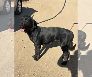 Labrador Retriever Dogs for adoption in San Diego, CA, USA