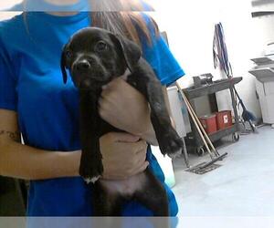 Labrador Retriever-Unknown Mix Dogs for adoption in Fayetteville, NC, USA