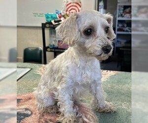Poodle (Standard)-Unknown Mix Dogs for adoption in Fremont, CA, USA