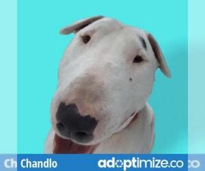 Bull Terrier Dogs for adoption in Riverwoods, IL, USA