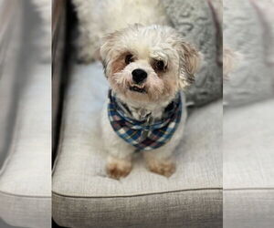 Shih-Poo Dogs for adoption in Phoenix, AZ, USA