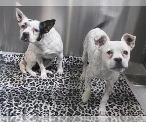 French Bullhuahua Dogs for adoption in Orange, CA, USA
