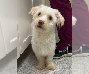 Havanese Dogs for adoption in Lancaster, PA, USA