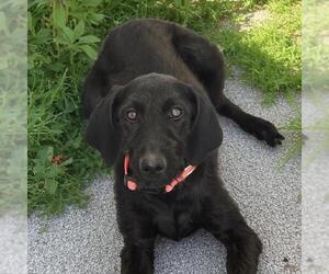 Miniature Labradoodle Dogs for adoption in San Diego, CA, USA