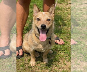 Mutt Dogs for adoption in Garden City, NY, USA