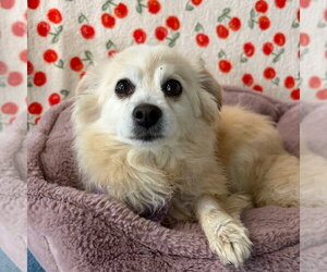Pomeranian-Unknown Mix Dogs for adoption in Chico, CA, USA