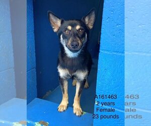 Dachshund-German Shepherd Dog Mix Dogs for adoption in Calgary, Alberta, Canada