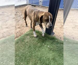 Plott Hound Dogs for adoption in HESPERIA, CA, USA
