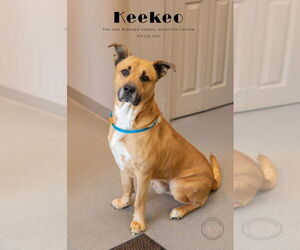 Black Mouth Cur Dogs for adoption in La Porte, IN, USA