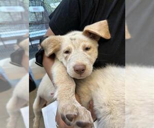 Great Pyrenees-Unknown Mix Dogs for adoption in San Antonio, TX, USA