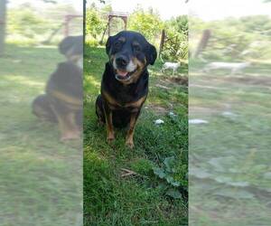Rottweiler Dogs for adoption in Saugatuck, MI, USA