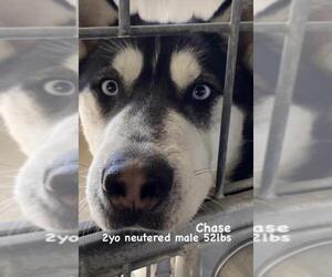 Australian Shepherd-Siberian Husky Mix Dogs for adoption in Santa Monica, CA, USA