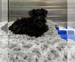 - Mix Dogs for adoption in Fort Lauderdale, FL, USA
