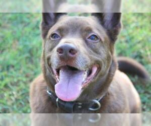 Australian Kelpie-Unknown Mix Dogs for adoption in Dallas, TX, USA
