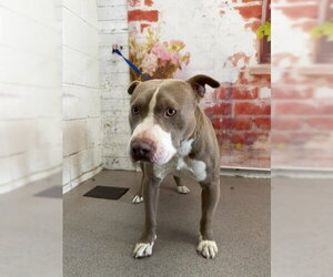 Mutt Dogs for adoption in San Bernardino, CA, USA
