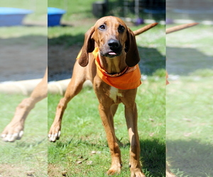 Redbone Coonhound Dogs for adoption in Wetumpka, AL, USA