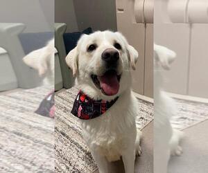 Golden Labrador Dogs for adoption in La Porte, IN, USA