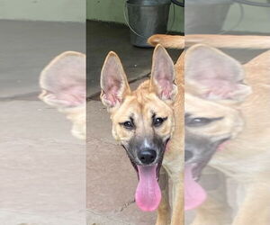 German Shepherd Dog-Unknown Mix Dogs for adoption in Canton, CT, USA