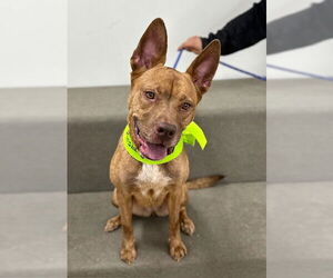 Mutt Dogs for adoption in Marina Del Rey, CA, USA